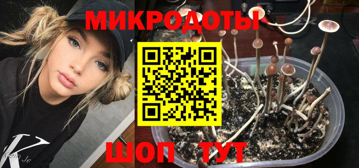 Галлюциногенные грибы Psilocybine cubensis Тольятти